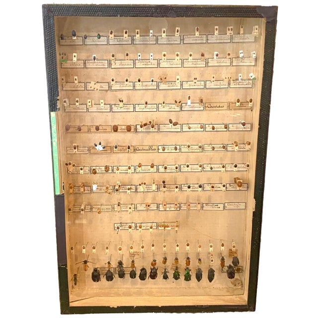 5 Dioramas or shadow boxes of 19th Century beetles. Odd and interesting.