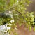Metal Maidenhair Drop-In 30" For Sale - Image 7 of 7