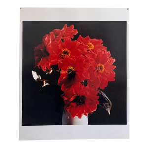 Peter C. Jones 1, Great Dahlias, Large Format Flowers Photo 24X20 Color Photograph Beach House, 2004