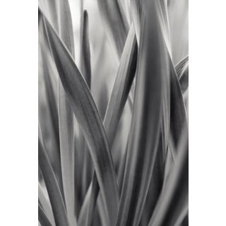 Lily Leaves by Robert Houser Print, 16" x 24" For Sale