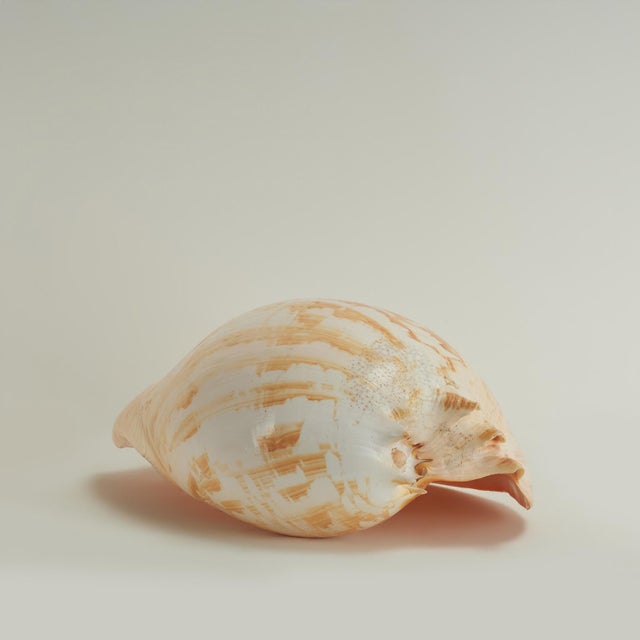 Contemporary Large Melo Amphora Sea Shell For Sale - Image 3 of 10