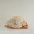 Contemporary Large Melo Amphora Sea Shell For Sale - Image 3 of 10