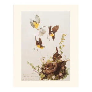1966 Vintage Farmhouse Cottage Print "Yellow-Breasted Chat" After John James Audubon