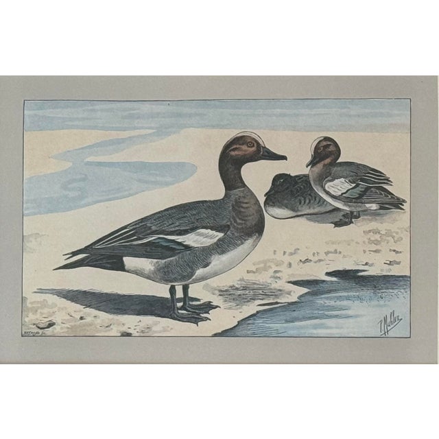 English 1930s Pair of Framed Antique Chromolithograph Duck Prints For Sale - Image 3 of 9