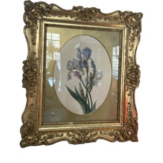 Emily Stackhouse, Schwertlilie, 1864, Watercolor on Paper, Framed For Sale