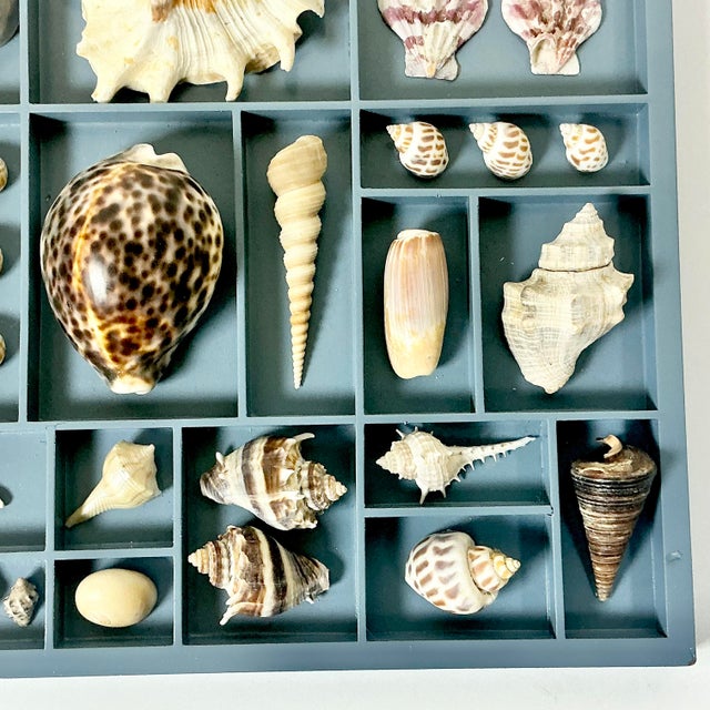 Cornflower Blue Vintage Coastal Boho Chic Seashell Collection, French Blue Divided Shadowbox Decorative Object For Sale - Image 8 of 13