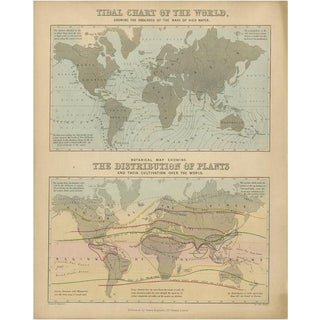 Antique Tidal Chart and Botanical Map, 1843 For Sale