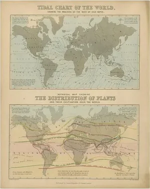 Antique Tidal Chart and Botanical Map, 1843