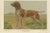 Late 19th Century Th. Breidwiser, Hound Dog, 1879, Paper For Sale - Image 5 of 5