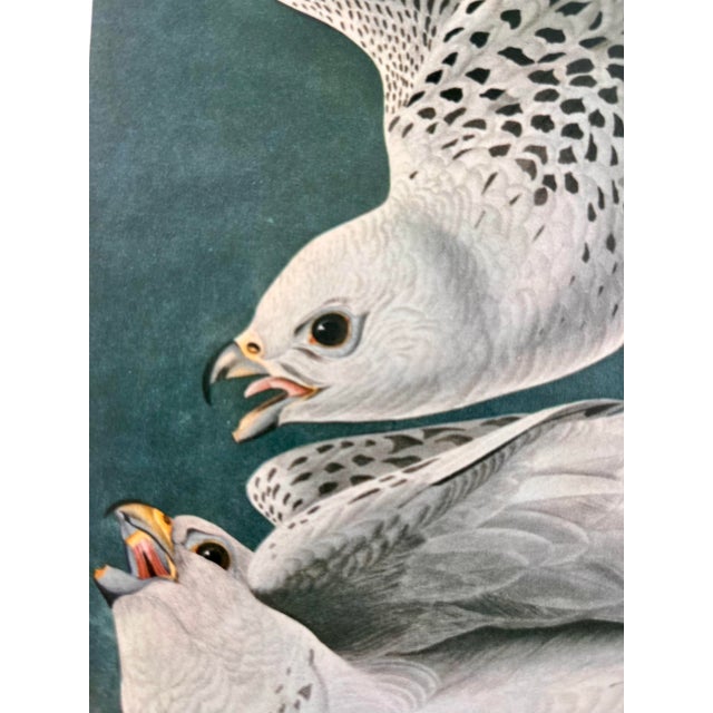 1964 Audubon Folio Lithograph Great Bird Paintings – “Iceland or Tee Falcon” 17x14 For Sale In New York - Image 6 of 7