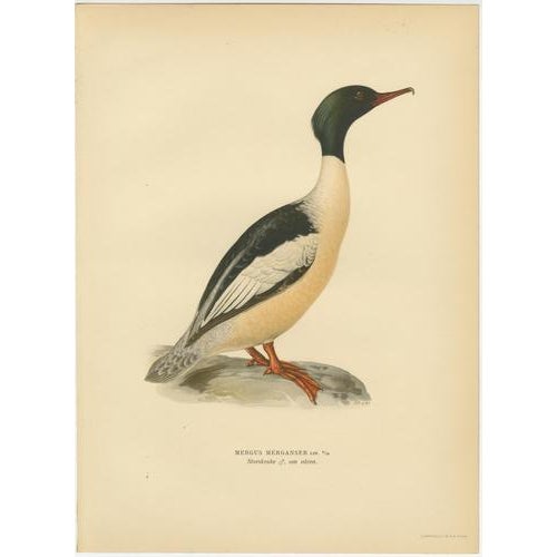 Paper Antique Merganser Duck Lithographs, Sweden, 1929, Set of 6 For Sale - Image 7 of 10