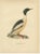 Paper Antique Merganser Duck Lithographs, Sweden, 1929, Set of 6 For Sale - Image 7 of 10