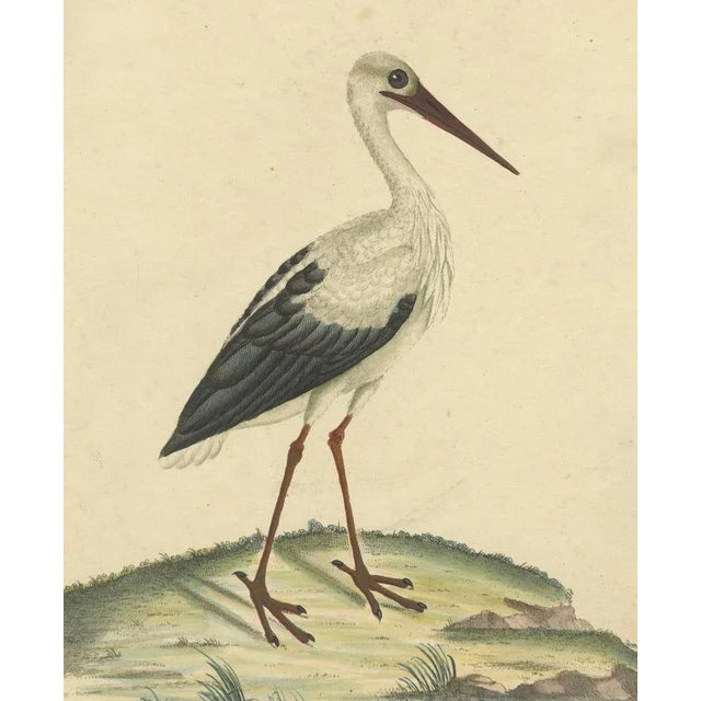 William Hayes and Matilda Hayes, The Elegance of the White Stork, 1794, Paper For Sale - Image 3 of 6