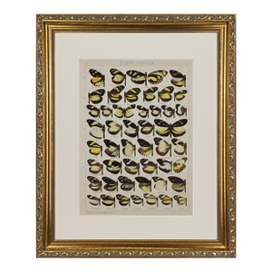 Antique Early 20th Century Butterfly Print "Dismorphia" 1912