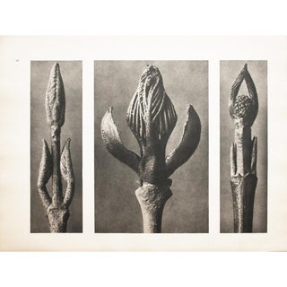1935 Karl Blossfeldt Two-Sided Photogravure N7-8 For Sale