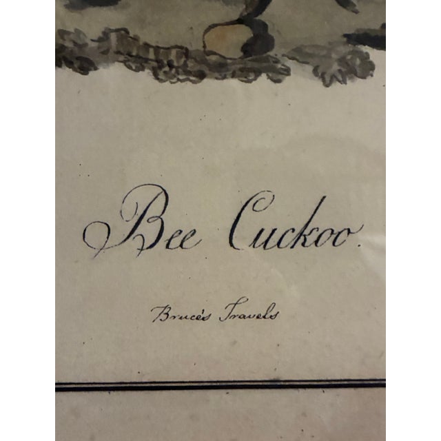 Natural Curiosities “Bee Cuckoo” After James Bruce Framed Bird Print For Sale - Image 4 of 9