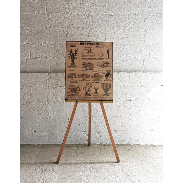 Paper Vintage Teaching Chart Invertebrates by Emile Deyrolle, Paris, 1950s For Sale - Image 7 of 8