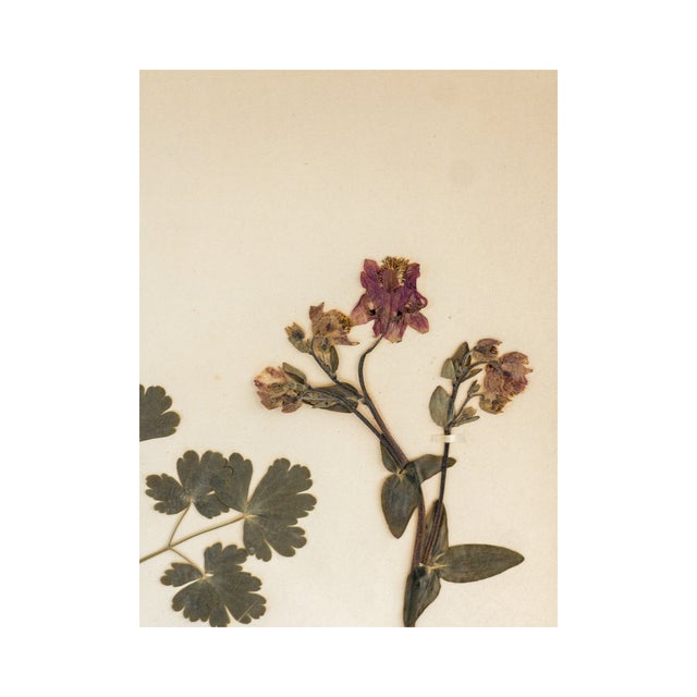 A superb Antique Swedish Herbarium - Columbine, circa 1908. A wonderful specimen with beautiful color and texture....