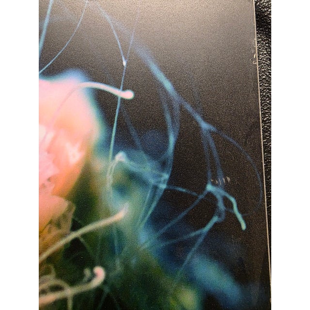 Frank and Gail Zappa Estate 1970s Diva Zappa Jellyfish Photo on Board For Sale - Image 11 of 16
