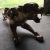 Mid 20th Century Large Scale Japanese Panther Sculpture in Brass For Sale - Image 5 of 12