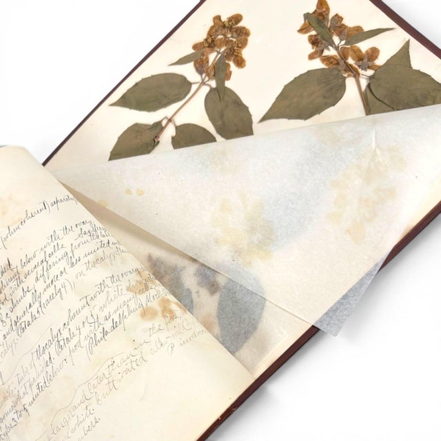 c.1900 Herbarium Album With 26 Specimens, Hand-Drawn Studies & Calligraphic Manuscript For Sale - Image 15 of 17