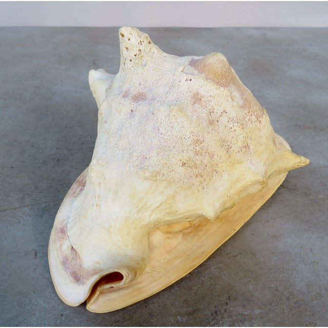 Helmet Conch Shell Specimen Chairish