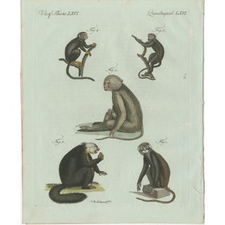 Bertuch, Five Monkeys and Tamarins, 1802, Engraving For Sale