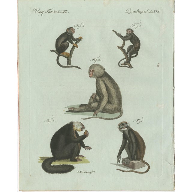 Bertuch, Five Monkeys and Tamarins, 1802, Engraving For Sale