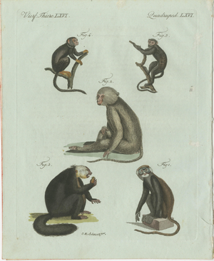 Bertuch, Five Monkeys and Tamarins, 1802, Engraving