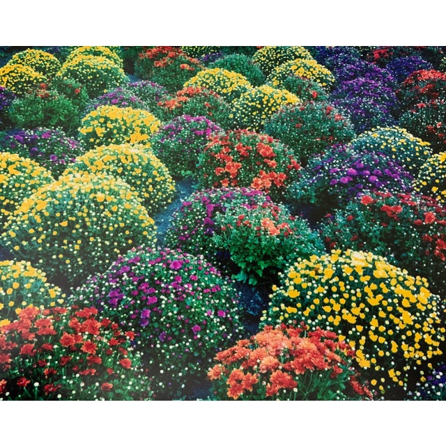 "Chrysanthemums, Park Avenue, New York Original photograph by Louise Weinberg. C-Print 11 x 14"