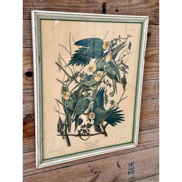 Framed Audubon Carolina Parrot Reproduction in Antique Painted Frame For Sale - Image 12 of 12