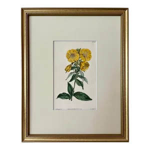 Antique Original Hand Colored Curtis Yellow Floral Botanical Etching 1814