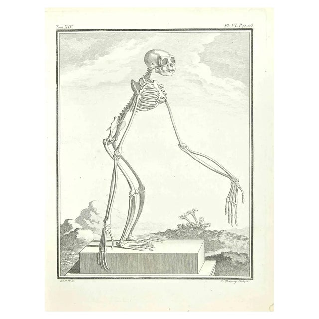 Jean Charles Baquoy, Skeleton of a Monkey, Etching by Jean Charles Baquoy, 1771, 1800s, Etching For Sale