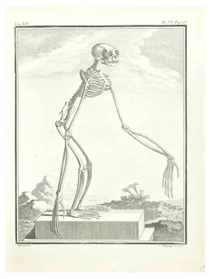 Jean Charles Baquoy, Skeleton of a Monkey, Etching by Jean Charles Baquoy, 1771, 1800s, Etching