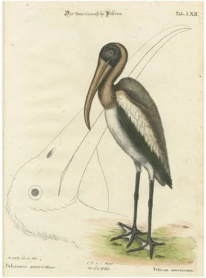 Johann Michael Seligmann, Antique Hand-Colored Engraving of the American Pelican, 19th Century, Print