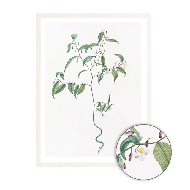 Celerie Kemble Curated Australian Botanical VII (16x20) in White Frame For Sale - Image 4 of 4