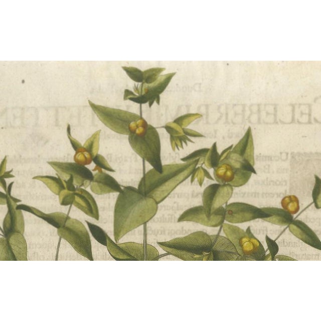 Basilius Besler Spurge, Glasswort & Pennywort Botanical Engraving, 1613, Engraving For Sale - Image 4 of 10