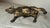 Antique 1920's Cast Iron Gold Cow Animal Still Coin Penny Bank – A.c. Williams For Sale - Image 10 of 11