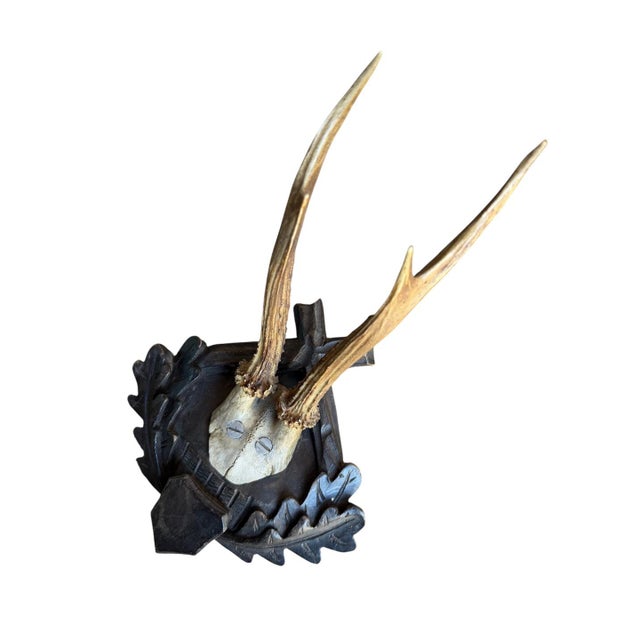 Cabin Roe Deer Trophy 177 Black Forest Antlers Mount For Sale - Image 3 of 5