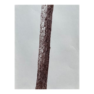 1993 Ron Yrabedra Tree Trunk Botanical Drawing For Sale