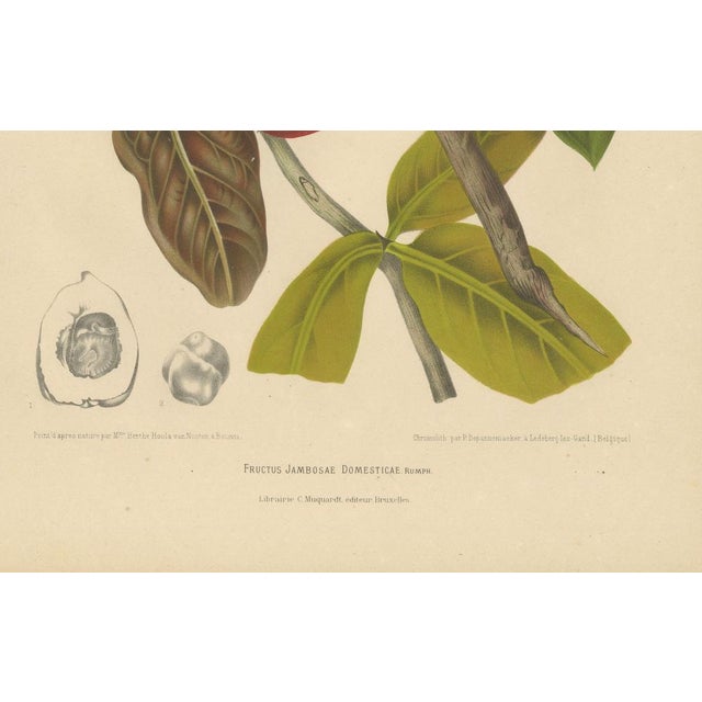 Hoola van Nooten, Wax Apple Fruit Botanical, 1880, Chromolithograph For Sale - Image 6 of 9