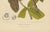 Hoola van Nooten, Wax Apple Fruit Botanical, 1880, Chromolithograph For Sale - Image 6 of 9