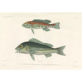 Parrot Hind and Diacope, 1846, Paper For Sale