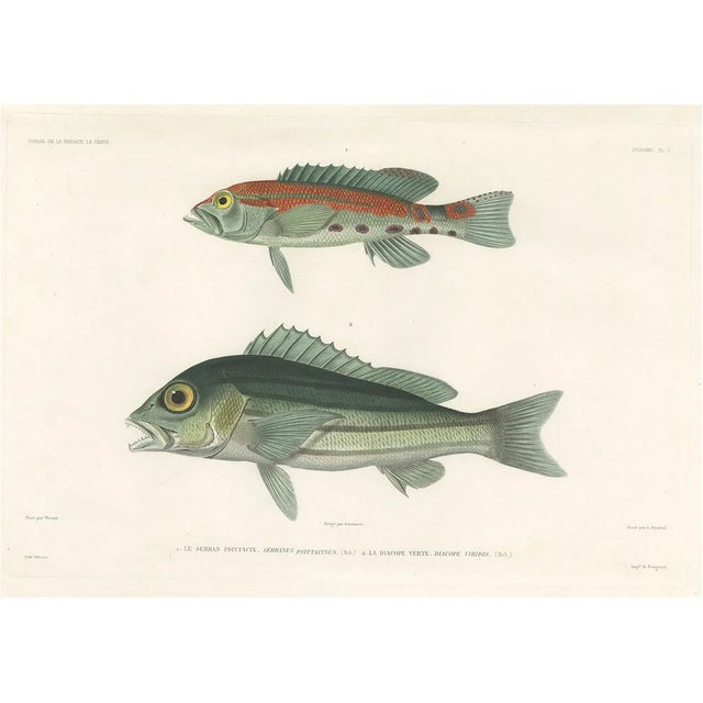 Parrot Hind and Diacope, 1846, Paper For Sale