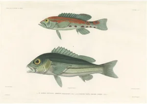 Parrot Hind and Diacope, 1846, Paper