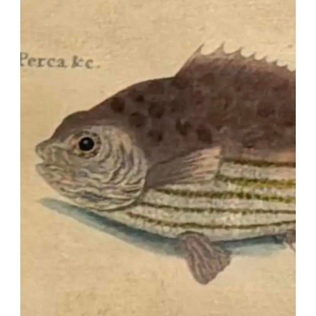 Sculpture Materials 18th Century Framed Trio of Fish Engraving by Mark Catesby For Sale - Image 7 of 10