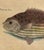 Sculpture Materials 18th Century Framed Trio of Fish Engraving by Mark Catesby For Sale - Image 7 of 10