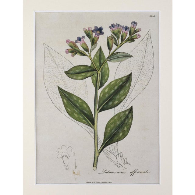 Realism Early 19th Century English Hand Colored Floral Botanical Engraving by William Woodville For Sale - Image 3 of 5