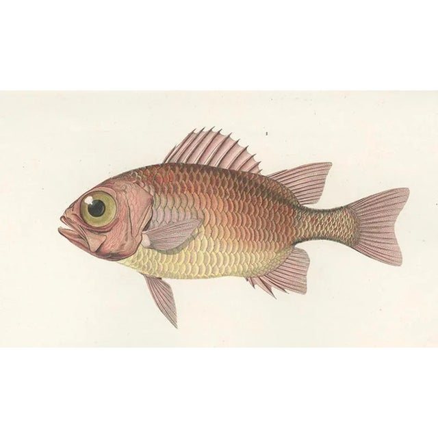 Soldierfish and Bluefin Seabream, 1846, Paper For Sale - Image 4 of 10
