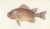 Soldierfish and Bluefin Seabream, 1846, Paper For Sale - Image 4 of 10